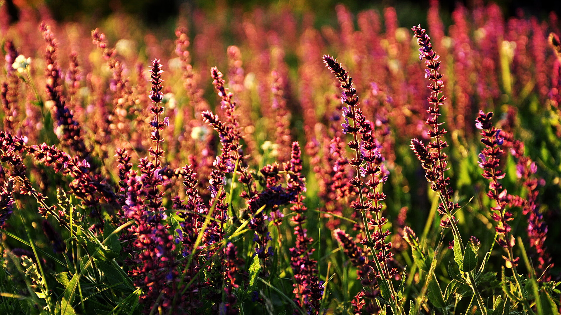 东决关键战之夜，莫兰特节奏完全掌控