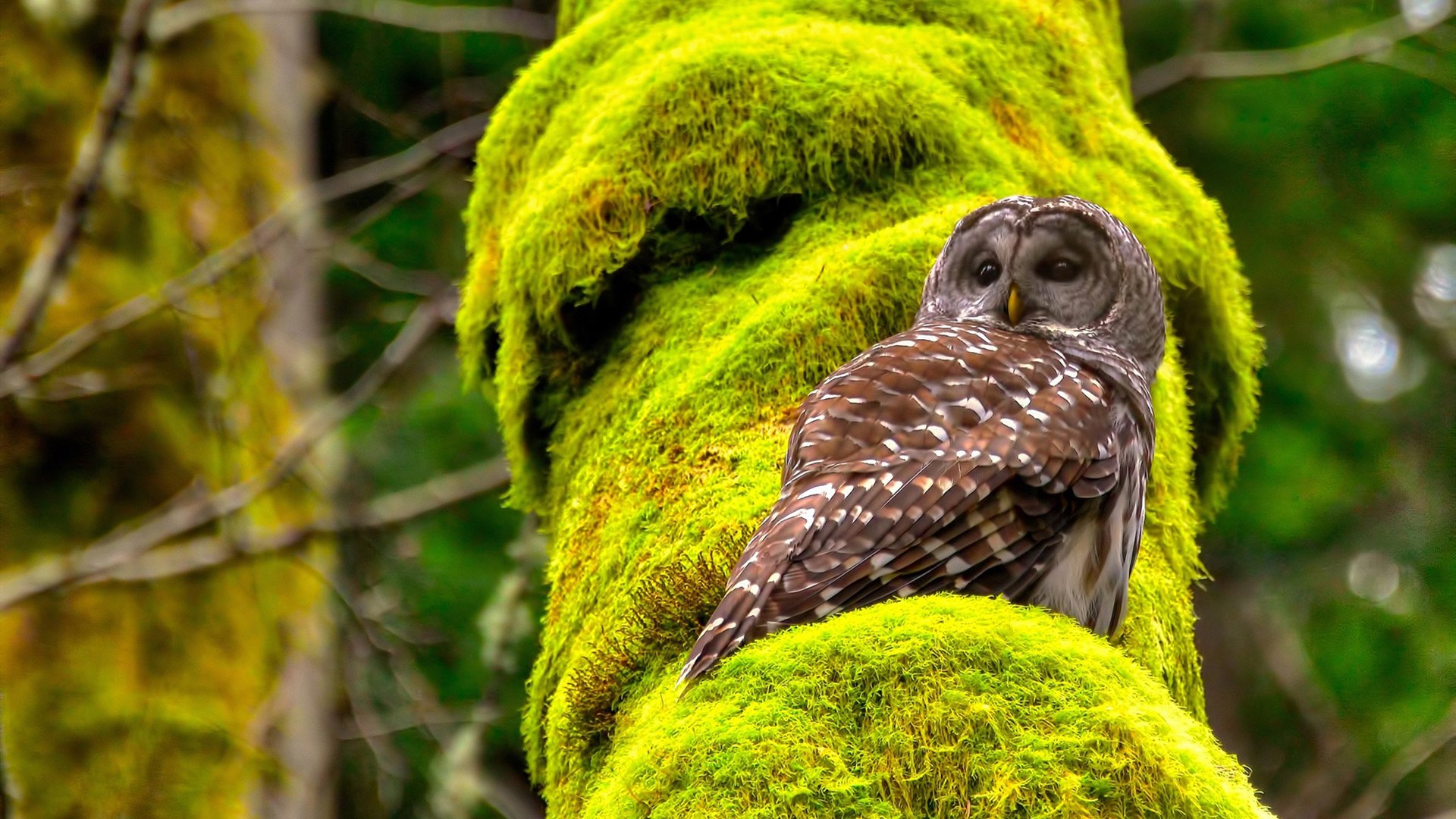 迪亚斯统治级数据闪耀,威尔士客场力克芬兰