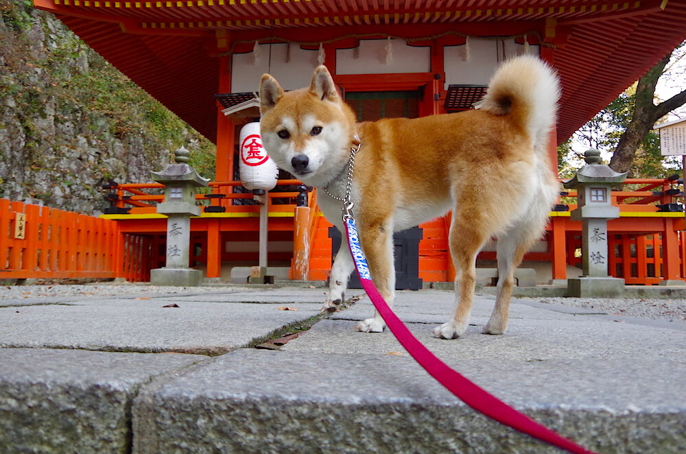 逆转双城记，绿军重生之路上，F1赛道上那位克莱正接管命运