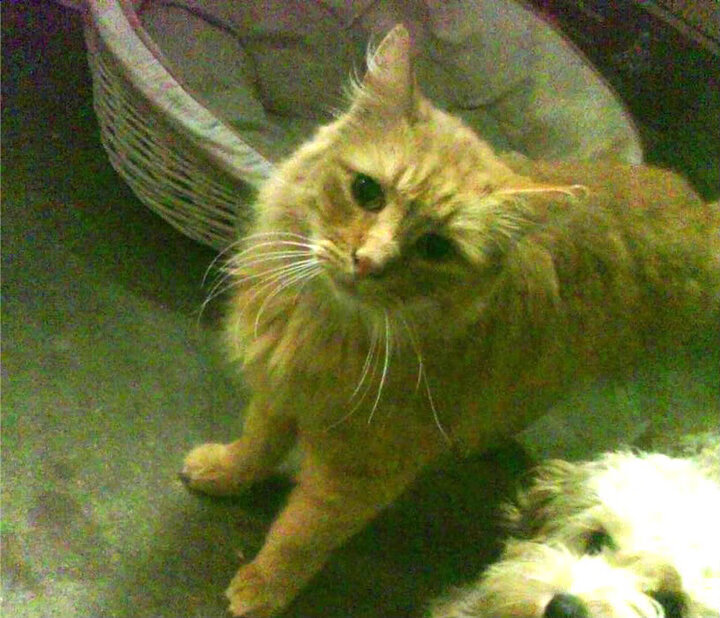 绿茵赛道，曼城中场上演F1式争冠制胜圈