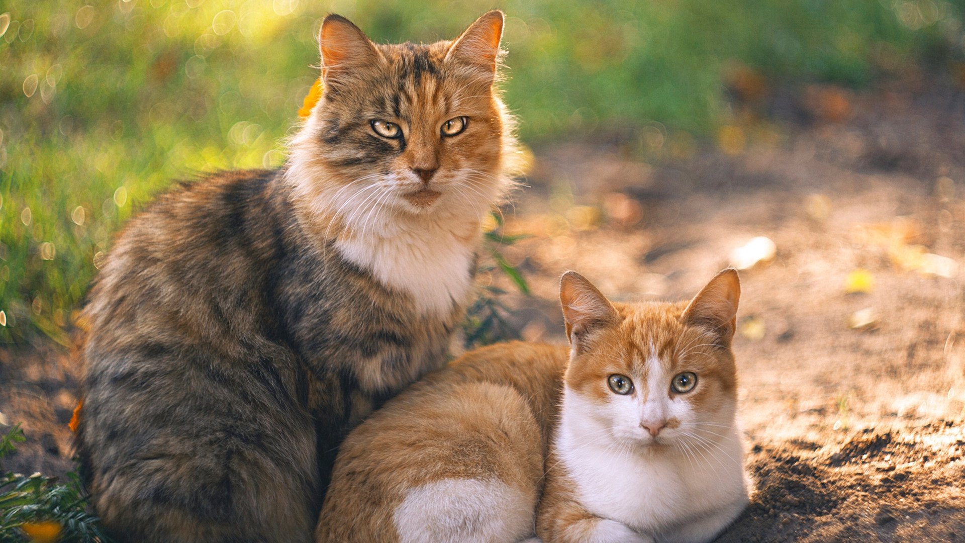 意甲焦点战，黄蜂硬仗取胜尼克斯的背后战术与精神之战
