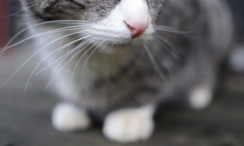 中场魔术师点燃安菲尔德！蒂亚戈大师级演出，红军血战加时荡气回肠