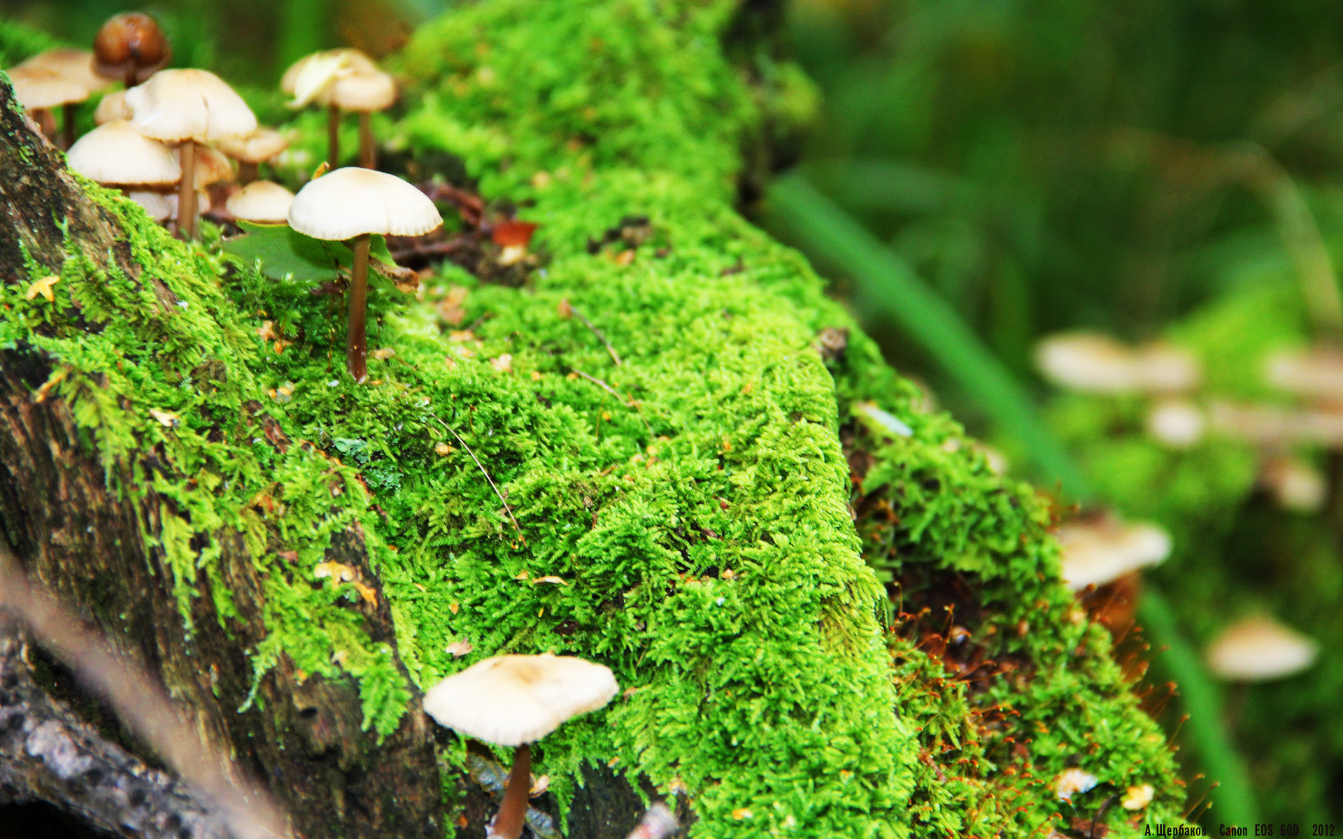 pg电子娱乐-北京初雪夜，险胜雄鹿的遐思，当布克在2026世界杯接管比赛