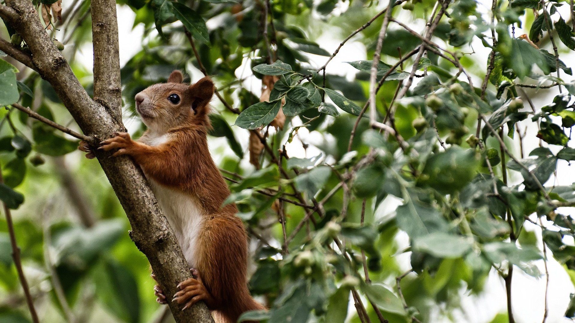 pg电子模拟器试玩在线-德国对阵澳大利亚，莱万里程碑的荣耀之战