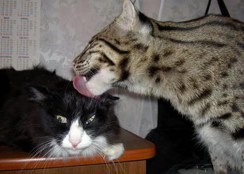 教科书式碾压！布克狂砍33分助凯尔特人掀翻上海队