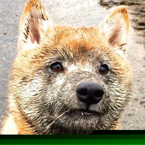 猛龙铁血团队篮球VS欧冠孤胆英雄,现代篮球的隔空对话