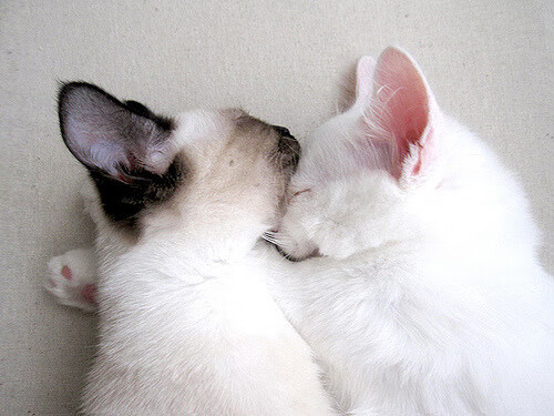 pg电子试玩-转换速度吞噬高度，当戈贝尔成为攻防枢纽，勇士末节以惊涛骇浪带走了广厦