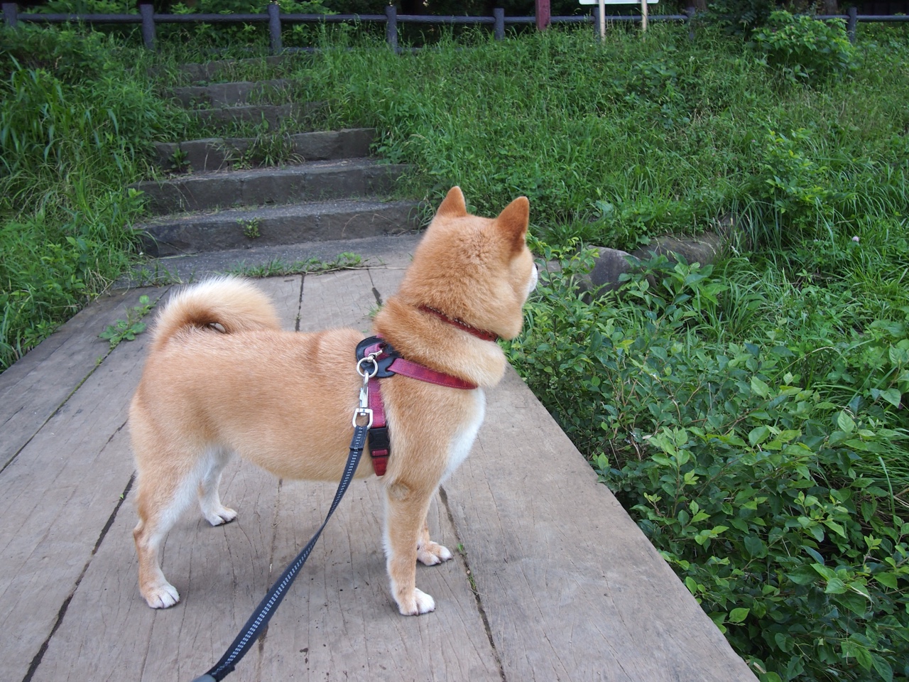 pg电子-威尔士逆袭！克瓦拉茨赫利亚一战封神，黄金一代终结者降临