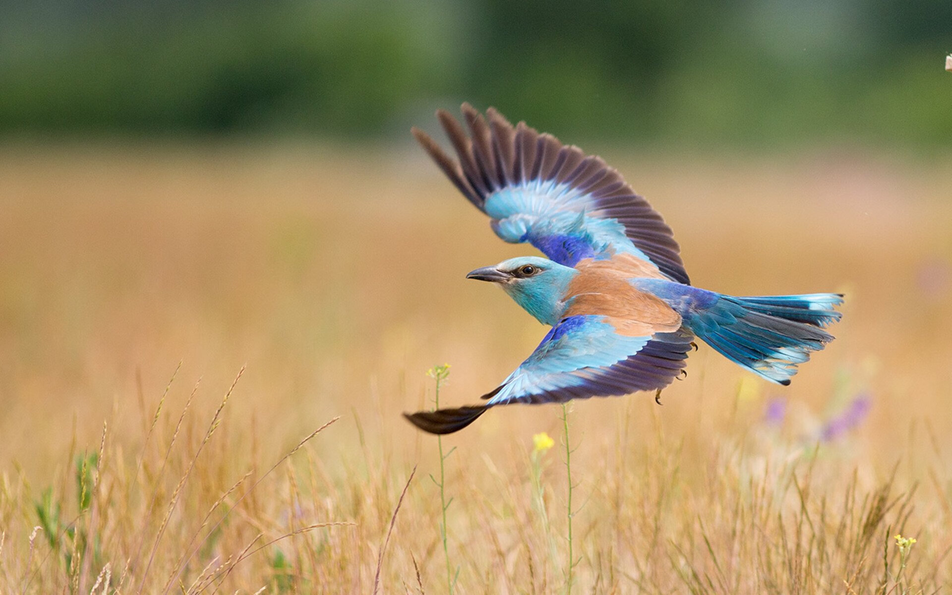 极速的较量，当F1轮胎啸叫遇上足球的致命一击