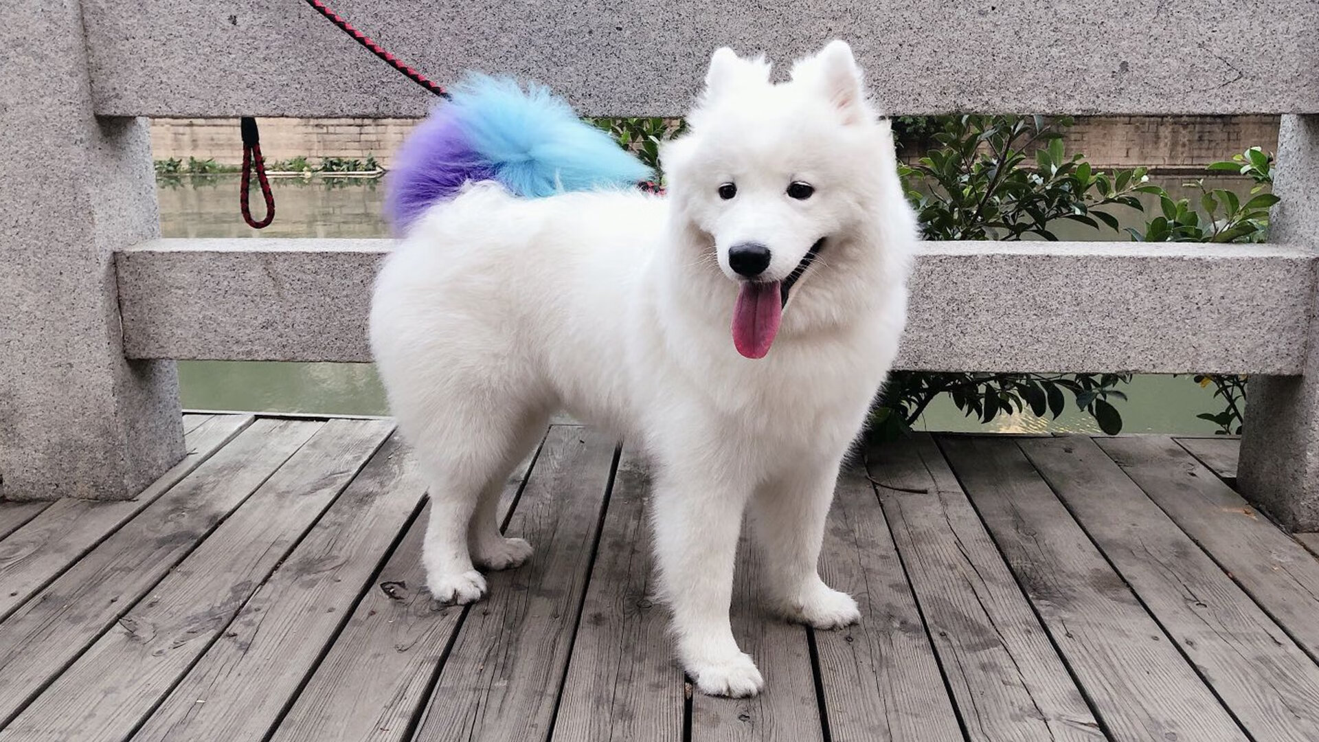 枫叶风暴席卷绿茵场，加维独造三球率加拿大击溃喀麦隆