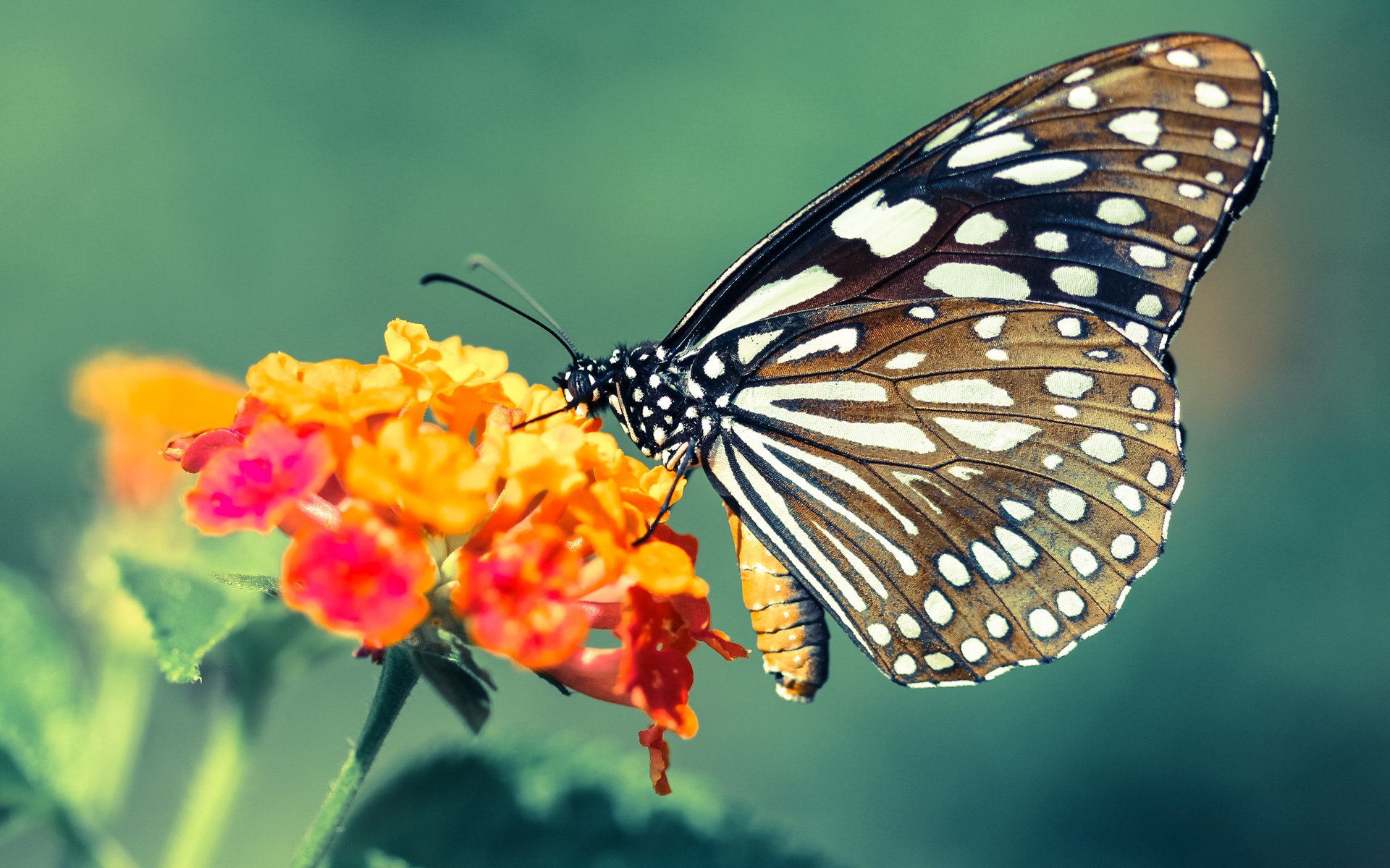 关键先生奥纳纳,一夫当关,加拿大啃下牙买加这块硬骨头