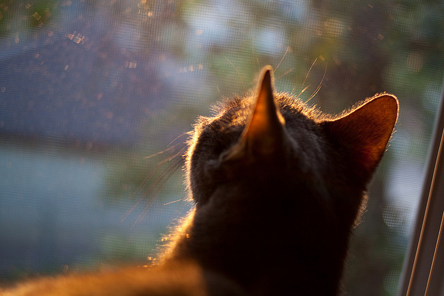 pg电子游戏-从格拉斯哥到米兰，当苏格兰血拼遇见荷兰流，拉亚如何用门将革命接管比赛