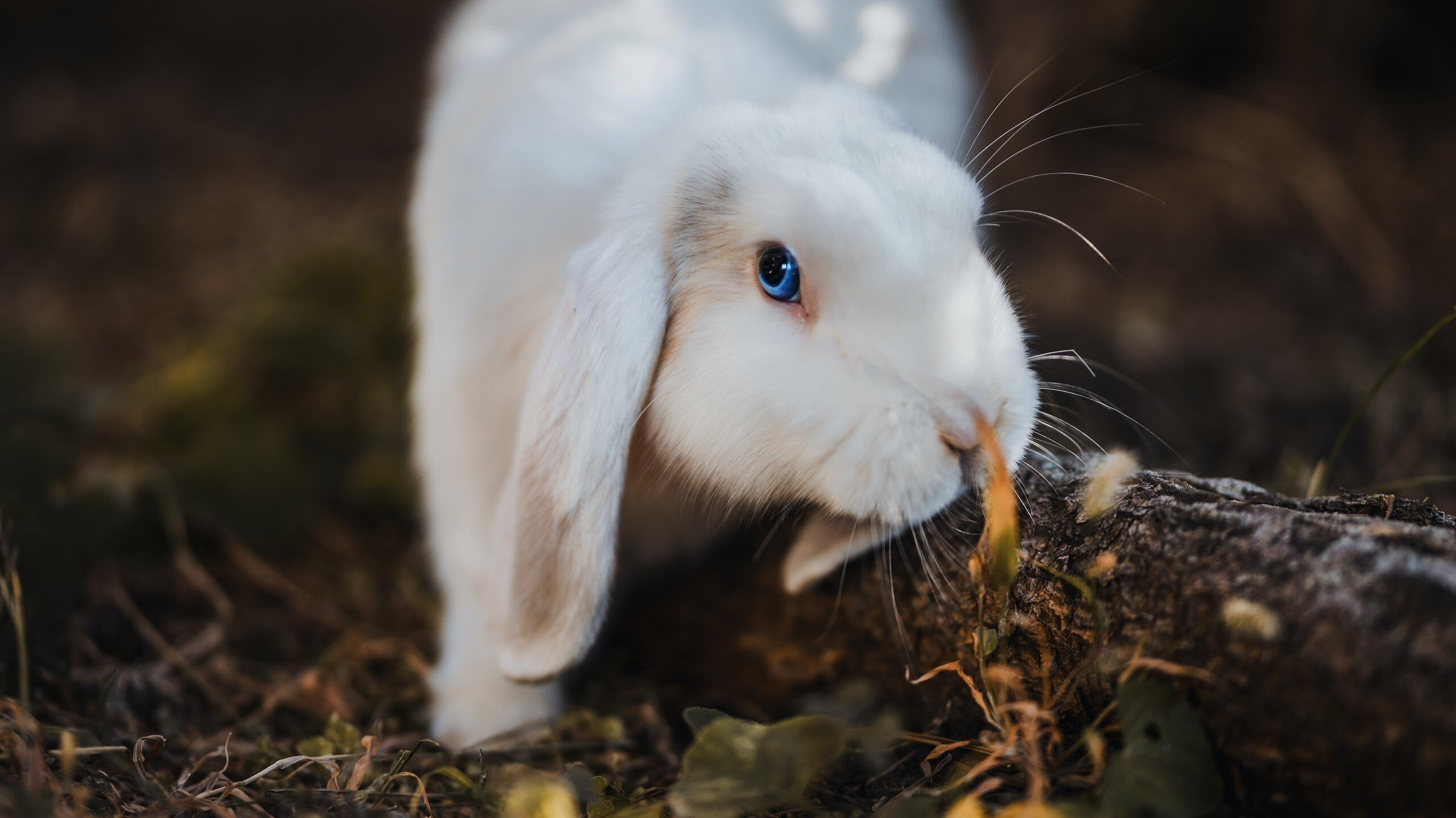 pg电子-北境风暴，萨卡闪电破局，冰岛式铁血压制让塞维利亚窒息