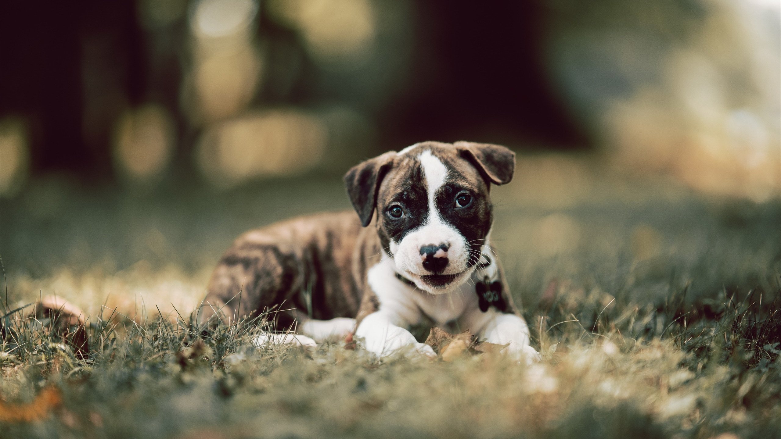 新奥尔良的崛起，鹈鹕横扫公牛，乔治蜕变关键先生